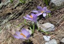 Crocus veluchensis ©  Pandion Wild Tours